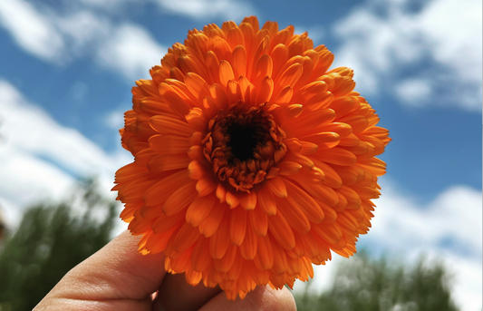 Herb of the Sun: Calendula