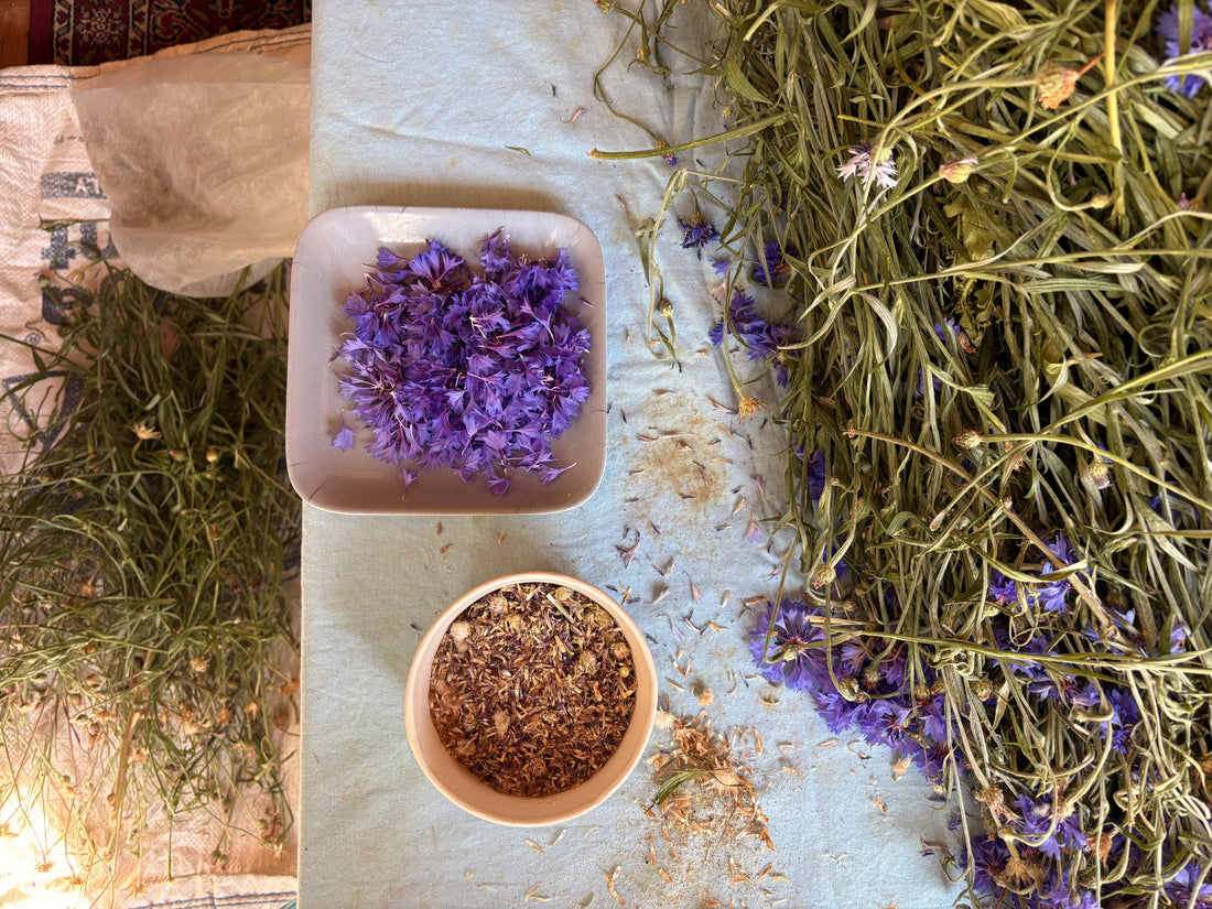 A Herb’s Tale: From a High Plateau to Your Drawer