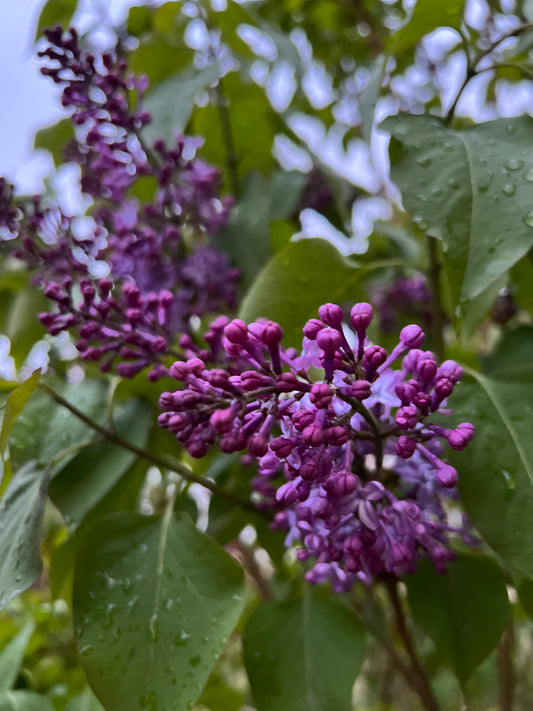 Love and other Plants: Lilac