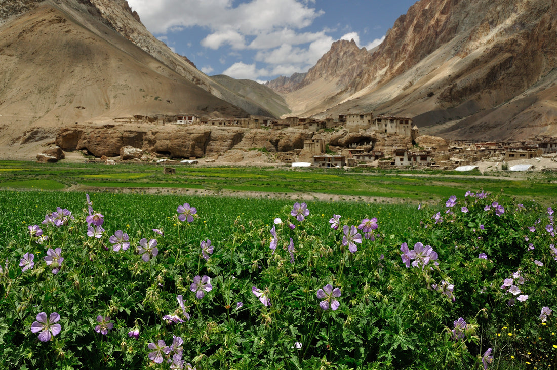 Above and Beyond! Unlocking the Secret Benefits of High Altitude Plants