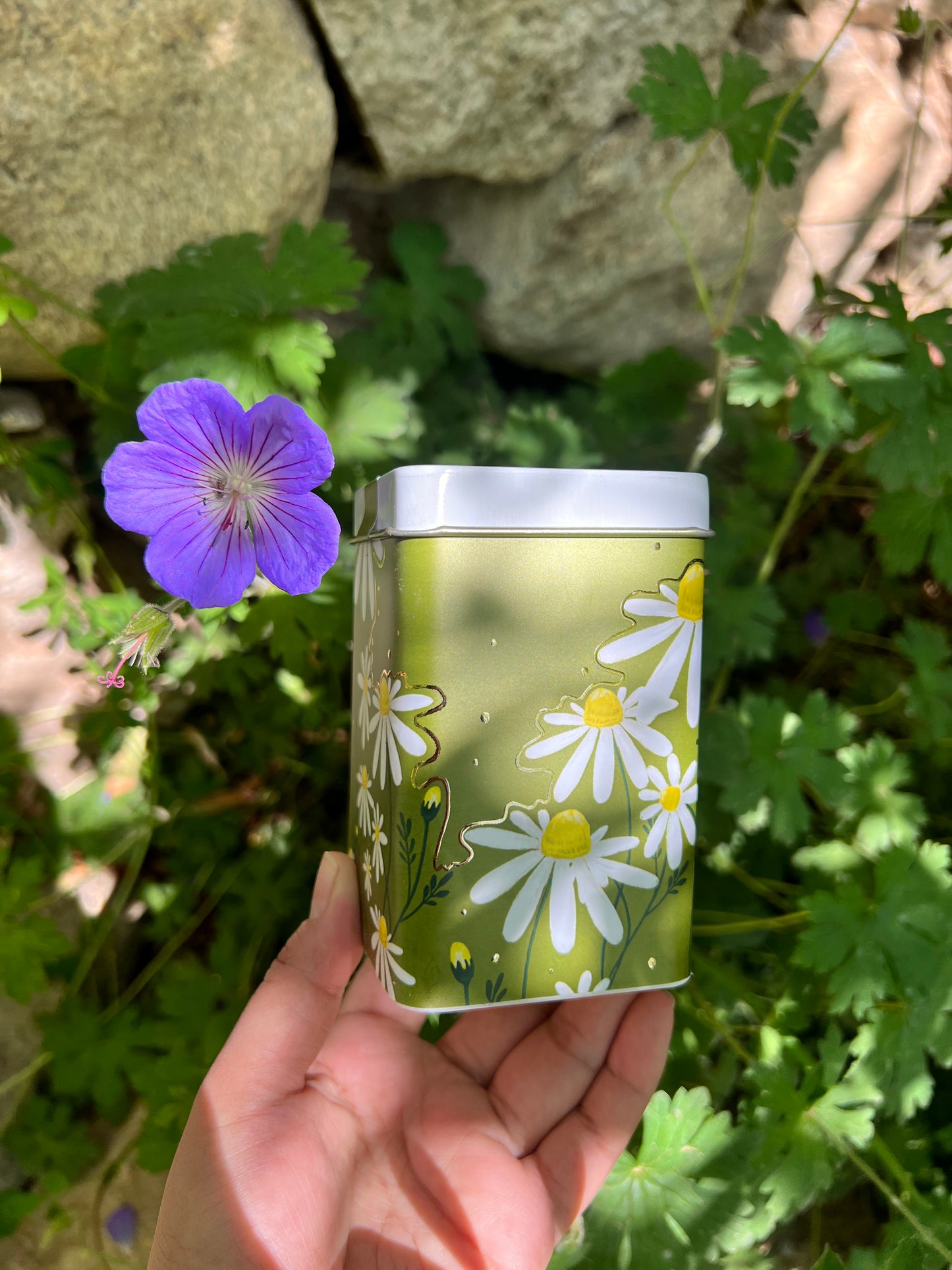 Chamomile Pure Botanical Tea